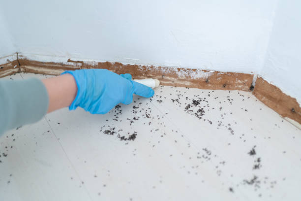 Professional Pest Control in Lincolnton, NC